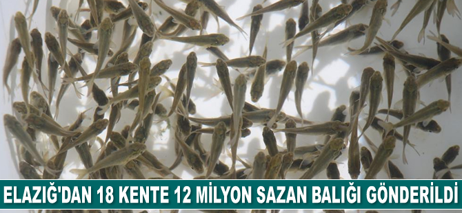 Elazığ’dan 18 kente 12 milyon adet yavru sazan balığı gönderildi