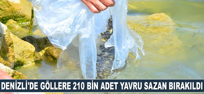 Denizli’de göllere 210 bin adet yavru sazan bırakıldı