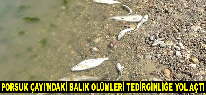 Porsuk Çayı'ndaki balık ölümleri tedirginliğe yol açtı