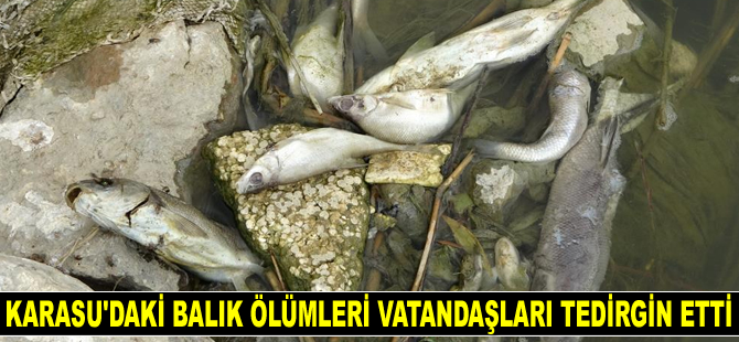 Karasu Nehri’ndeki balık ölümleri vatandaşları tedirgin etti