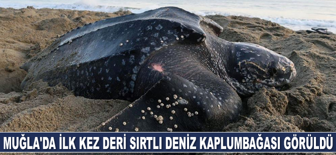 Muğla kıyılarında ilk kez deri sırtlı deniz kaplumbağası görüldü