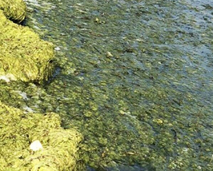Beyşehir Gölü'nde suyun rengi yeşile büründü