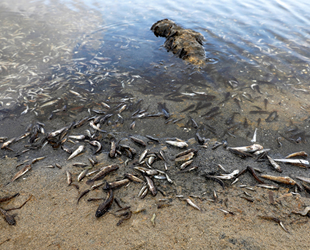 İspanya'da çevre felaketi! Küçük Deniz'de tonlarca balık öldü!