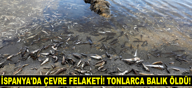 İspanya'da çevre felaketi! Küçük Deniz'de tonlarca balık öldü!