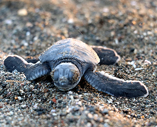 Hatay'da carettaların yuva sayısındaki artış sevindirdi