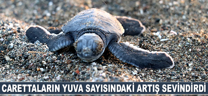 Hatay'da carettaların yuva sayısındaki artış sevindirdi