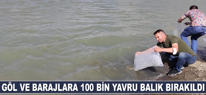 Göl ve barajlara 100 bin adet yavru balık bırakıldı