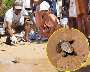 Didim’de caretta yavruları denizle buluştu