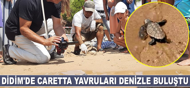 Didim’de caretta yavruları denizle buluştu