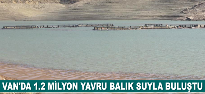 Van’da 1 milyon 200 bin adet yavru balık suyla buluştu