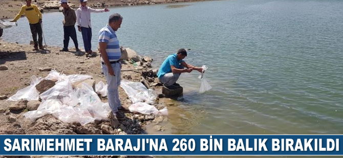 Sarımehmet Barajı’na 260 bin adet yavru balık bırakıldı