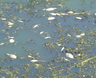Menderes Nehri'nde binlerce balık öldü