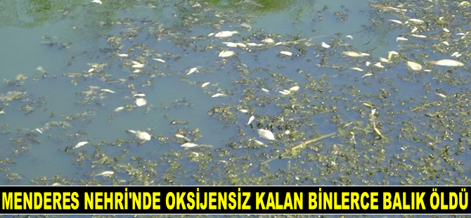 Menderes Nehri'nde binlerce balık öldü