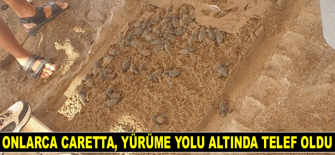 Onlarca yavru caretta, sahildeki yürüme yolu altında telef oldu