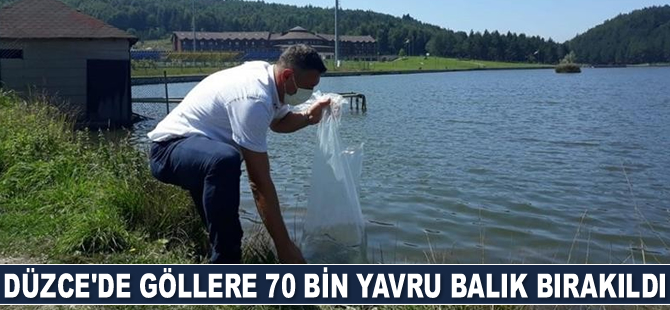 Düzce’de göllere 70 bin adet yavru sazan balığı bırakıldı