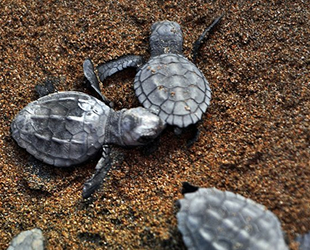 İztuzu Sahili'nde caretta caretta yuva sayısı 728'e ulaştı