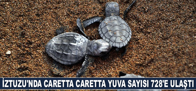 İztuzu Sahili'nde caretta caretta yuva sayısı 728'e ulaştı