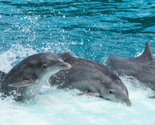 Yunuslarda görülen yeni virüs, deniz yaşamını tehlikeye atabilir