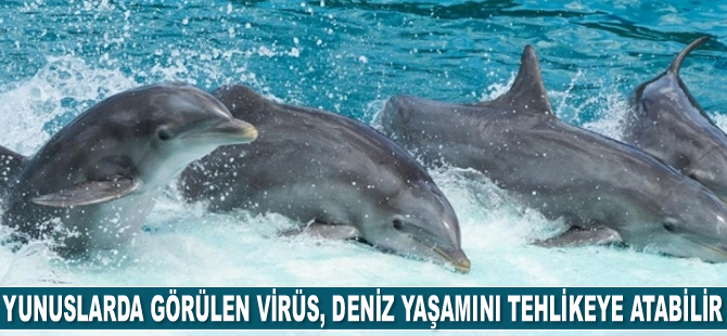 Yunuslarda görülen yeni virüs, deniz yaşamını tehlikeye atabilir
