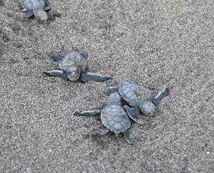 Antalya'da deniz kaplumbağaları, suyla buluştu
