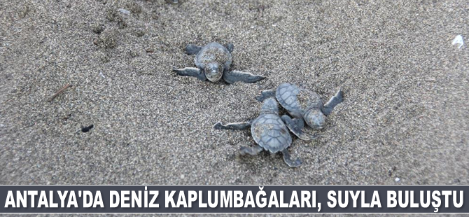 Antalya'da deniz kaplumbağaları, suyla buluştu