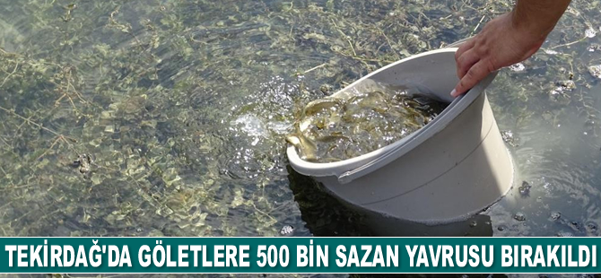 Tekirdağ'da 500 bin adet sazan yavrusu göletlere bırakıldı