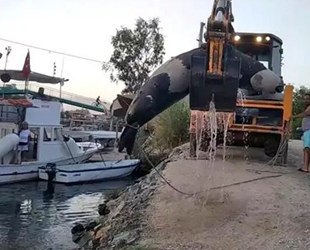 Fethiye’de ölü Akdeniz foku bulundu