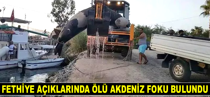 Fethiye’de ölü Akdeniz foku bulundu