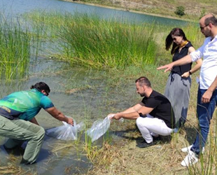 Kocaeli’de göletlere 171 bin adet sazan balığı bırakıldı