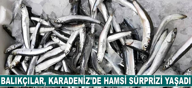Karadeniz’de hamsi sürprizi yaşandı