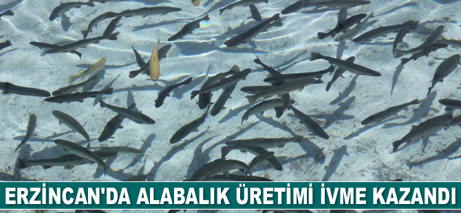 Erzincan’da alabalık üretimi ivme kazandı