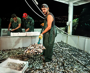 İstanbul'da balıkçılar ilk ağlarını bereketiyle çekti