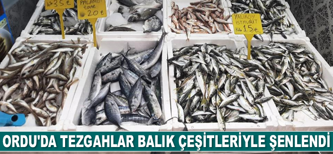 Tezgahlar balık çeşitleriyle şenlendi