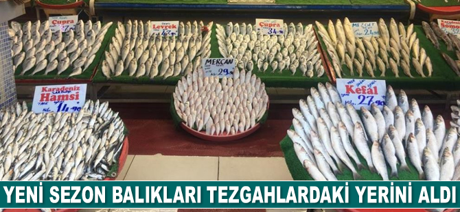 Yeni sezon balıkları tezgahlardaki yerini aldı