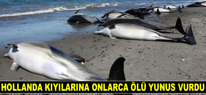 Hollanda kıyılarına onlarca ölü yunus vurdu
