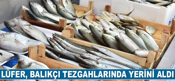 Tezgahlarda yerini alan lüferin fiyatı dudak uçuklatıyor