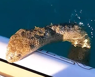 Avusturalya'daki sörfçünün tahtasına deniz yılanı çıktı