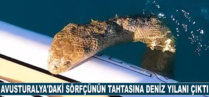 Avusturalya'daki sörfçünün tahtasına deniz yılanı çıktı