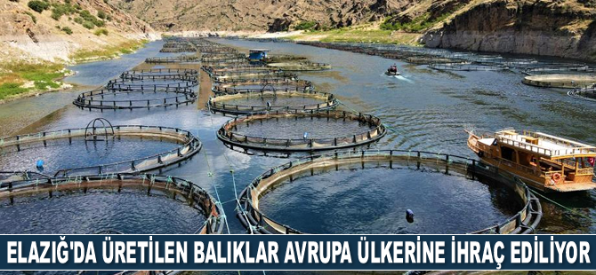 Elazığ’da üretilen alabalıklar Avrupa ülkelerine ihraç ediliyor