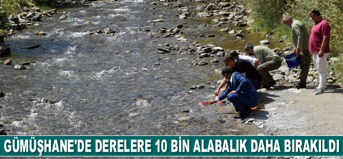 Gümüşhane’de derelere 10 bin adet alabalık daha bırakıldı