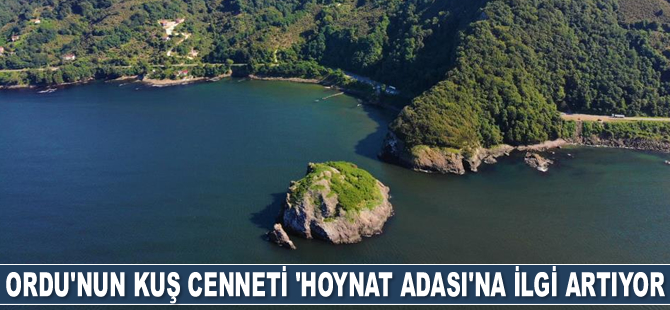 Ordu’nun kuş cenneti 'Hoynat Adası'na ilgi artıyor