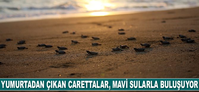 Yumurtadan çıkan yavru carettalar, 'hayat yolculuğuna' başlıyor