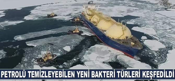 Petrolü ve dizel yakıtı temizleyebilen yeni bakteri türleri keşfedildi