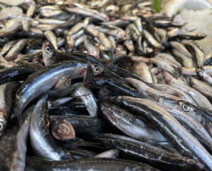 Hamsi yüzleri güldürdü, palamut hayal kırıklığı yaşattı