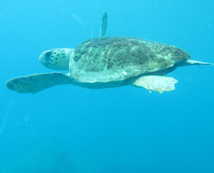 Caretta caretta ısırmaları bir hafta içinde bitecek