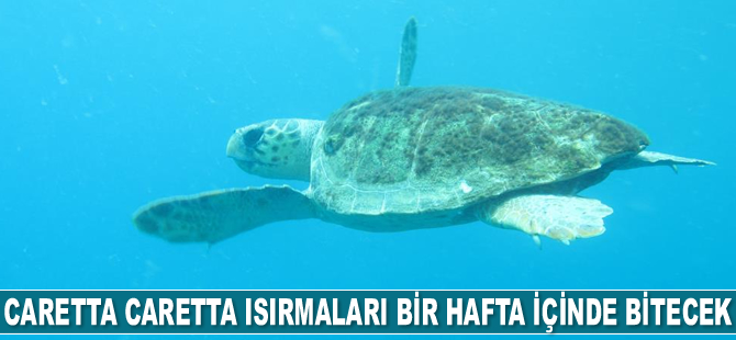 Caretta caretta ısırmaları bir hafta içinde bitecek