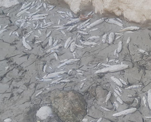 Menderes'te sular çekildi, oksijensiz kalan binlerce balık telef oldu