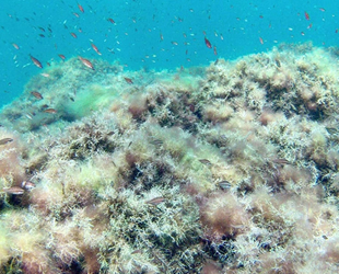 TBMM Müsilaj Komisyonu, Yenikapı'da incelemelerde bulundu