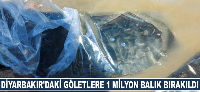 Diyarbakır’daki göletlere 1 milyon 280 adet bin balık bırakıldı