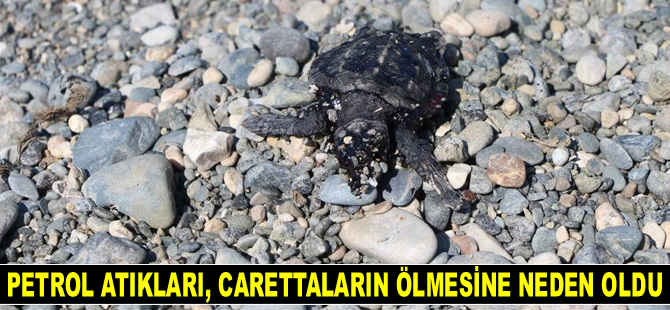 Petrol atıkları, yavru deniz kaplumbağalarının ölmesine neden oldu